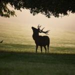 KŁ Jeleń Białystok