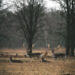 Koło Łowieckie Jeleń w Białymstoku