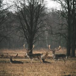 Koło Łowieckie Jeleń w Białymstoku